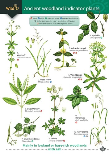 Ancient woodland indicator - ancient,